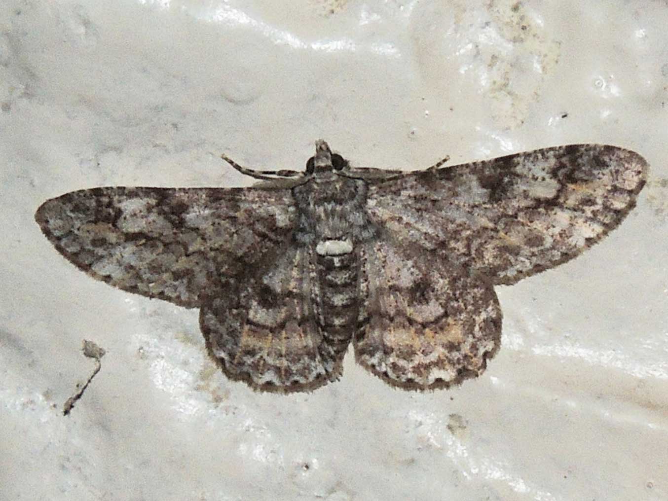 Geometridae moth from Kakmega, Kenya. Photo © by Michael Plagens