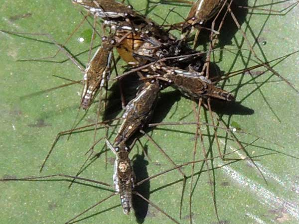 Water Strider, Gerris, from Kenya. Photo © by Michael Plagens