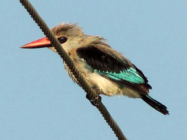 Woodland Kingfisher, Halcyon senegalensis, photo © by Michael Plagens