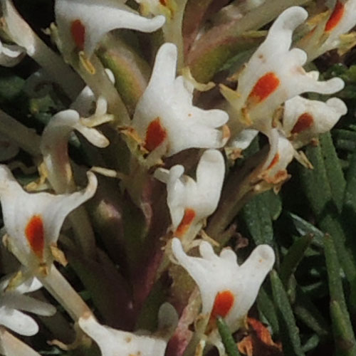 Hebenstretia flowers in Kenya photo © by Michael Plagens