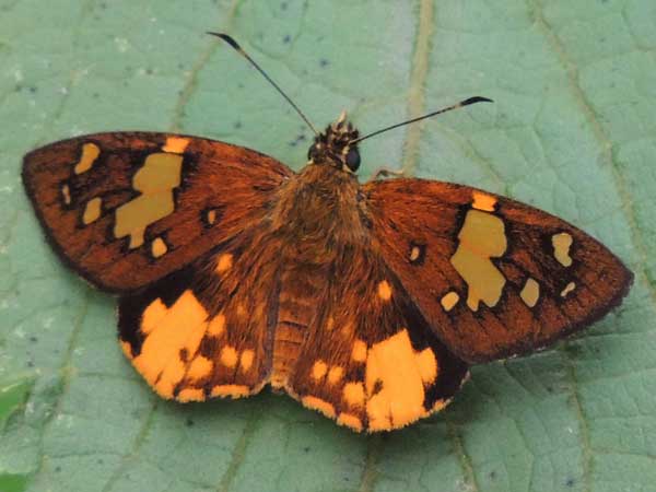 Common Orange Sprite skipper, Celaenorrhinus galenus, from Kakamega, Kenya. Photo © by Michael Plagens