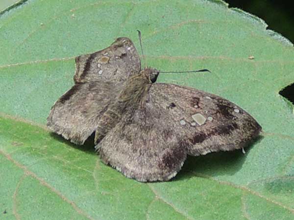 felty gray skipper, Eretis busmba, from Kakamega, Kenya. Photo © by Michael Plagens