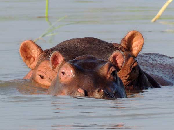 Common Hippopotomus, Hippopotamus amphibius, photo © by Michael Plagens