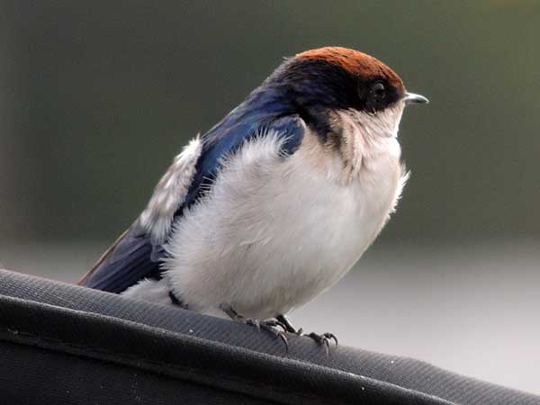 Wire-tailed Swallow, Hirundo smithii, photo © by Michael Plagens.