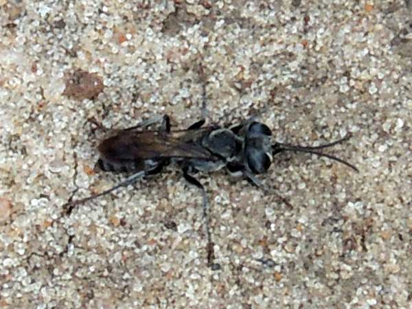 cockroach hunter Wasp, Tachysphex, Kenya. Photo © by Michael Plagens