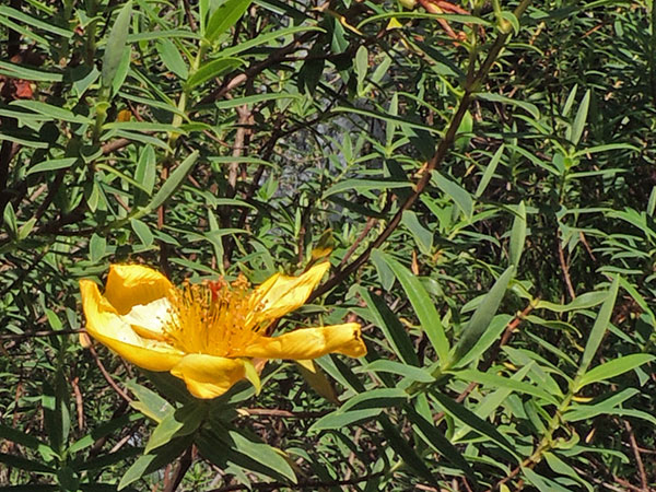 Hypericum revolutum from Abedares National Park, Kenya, photo © by Michael Plagens