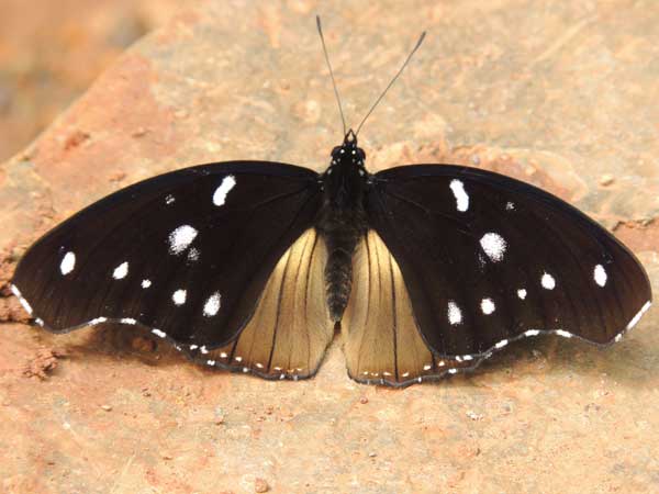 Large Variable Diade, Hypolimnas dinarcha, Kakamega Forest, Kenya. Photo © by Michael Plagens