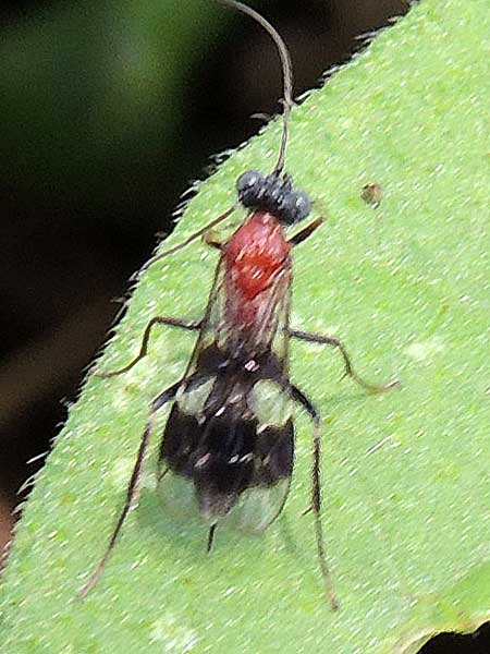 an Ichneumonidae wasp from Kitale, October 2016. Photo © by Michael Plagens