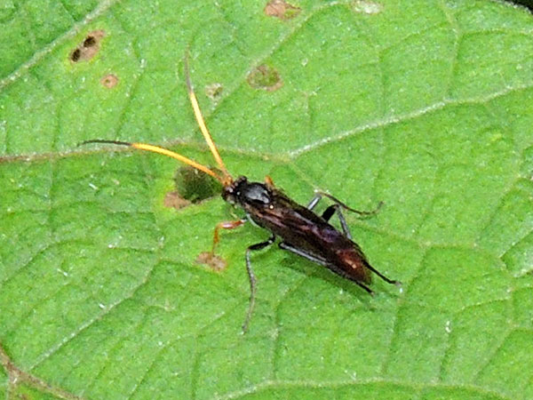 an Ichneumonidae wasp from Kimunye, Mt Kenya Forest. Photo © by Michael Plagens