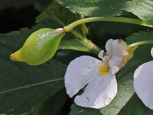 Impatiens, from Kakamega, Rift Valley, Kenya, photo © by Michael Plagens