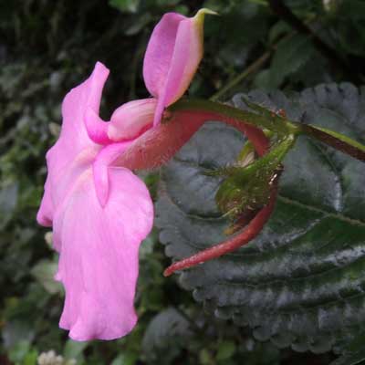 Impatiens, possibly cecilii, from Kakamega, Kenya, photo © by Michael Plagens