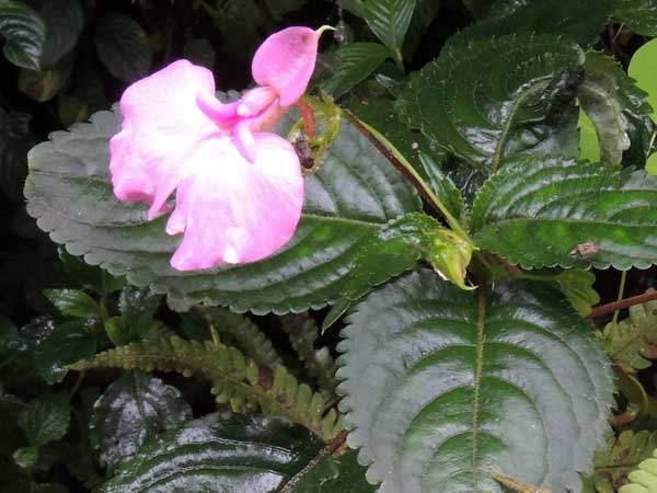 Impatiens, possibly cecilii, from Kakamega, Kenya, photo © by Michael Plagens