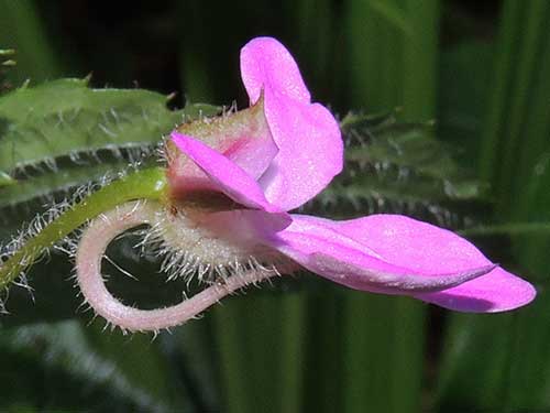 Impatiens, possibly hoehnelii, from Mt Kenya, Kenya, photo © by Michael Plagens