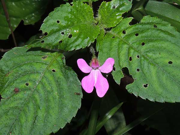 Impatiens, possibly hoehnelii, from Mt Kenya, Kenya, photo © by Michael Plagens