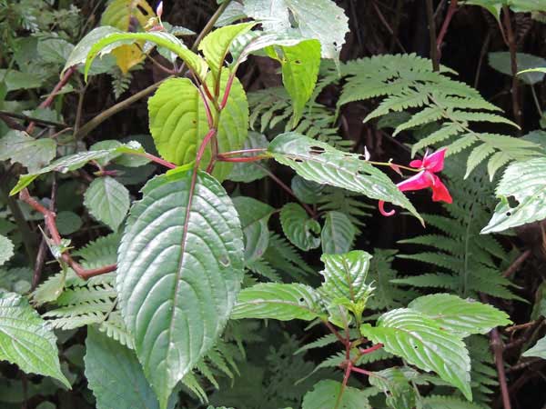 Impatiens, possibly fischeri, from Mt Kenya, Kenya, photo © by Michael Plagens