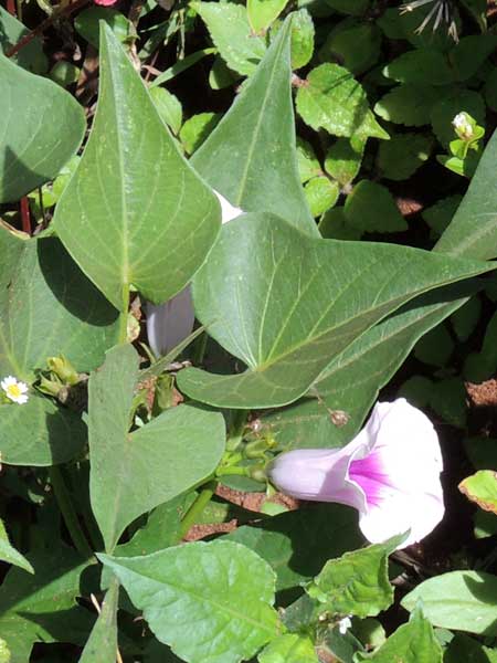 sweet potato morning-glory, Ipomoea batatas, from Kenya, photo © by Michael Plagens