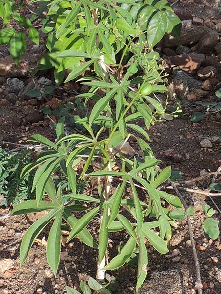 Jatropha spicata from  Kenya; photo © by Michael Plagens