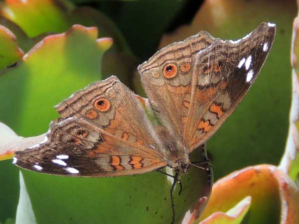 Natal Pansy, Junonia natalica, Kenya. Photo © by Michael Plagens