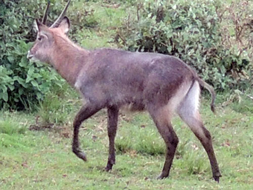 Topi (Antelope), Kobus ellipsiprymnus, photo © by Michael Plagens