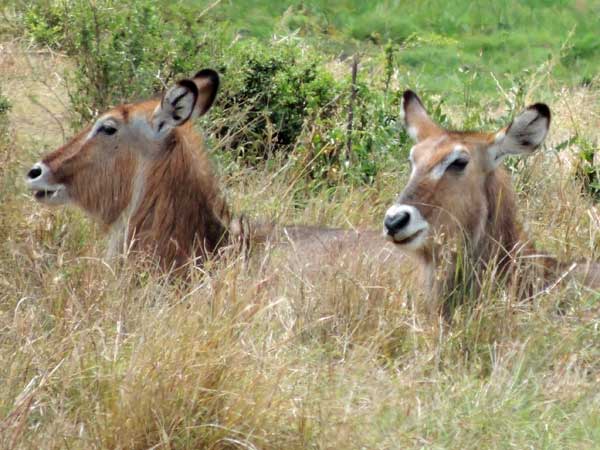 Topi (Antelope), Kobus ellipsiprymnus, photo © by Michael Plagens