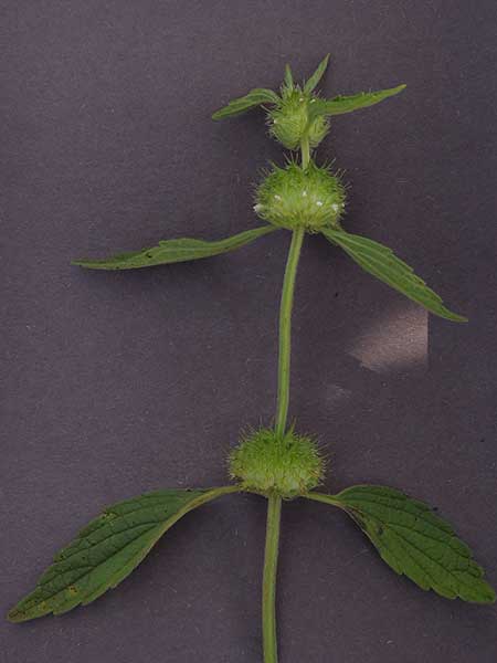 a Leucas sp., Lamiaceae, from Kitale in the Central Rift Valley, Kenya, photo © by Michael Plagens