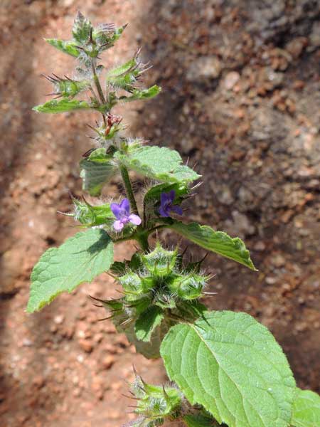 Plectranthus sp. from Voi, Kenya, photo © by Michael Plagens