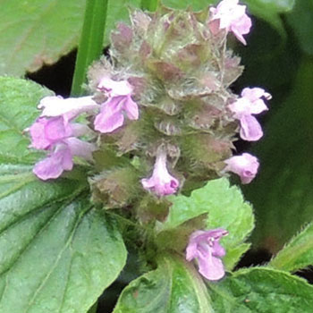 Plectranthus sp. from Mt. Kenya Forest Reserve, Kenya, photo © by Michael Plagens