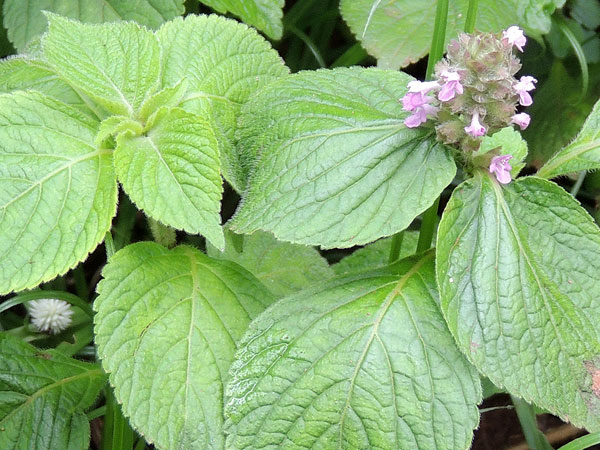 Plectranthus sp. from Mt. Kenya Forest Reserve, Kenya, photo © by Michael Plagens