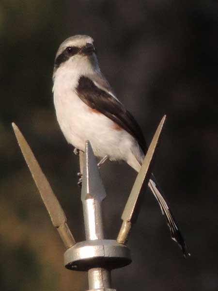 Mackinnon's Shrike, Lanius mackinnoni, photo © by Michael Plagens