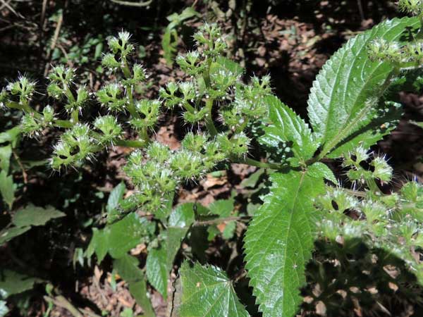 Nettle, Laportea alatipes, in Kenya, photo © by Michael Plagens