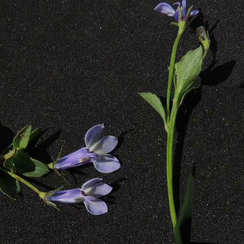 Blue Lobelia, Campanulaceae, photo © by Michael Plagens
