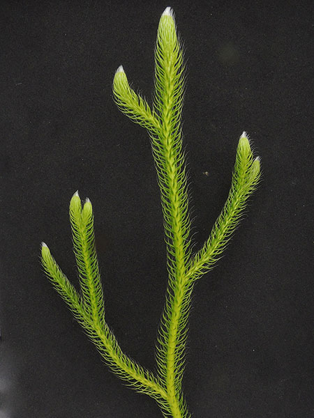 Lycopodium sp., a fern relative, © by Michael Plagens