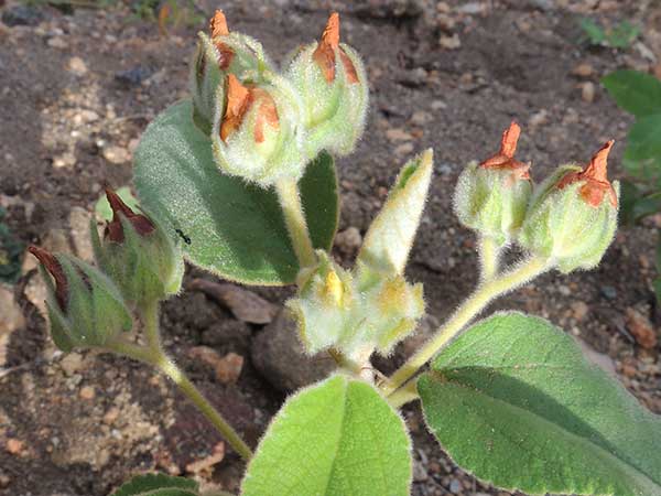 a woolly Abutilon species from Voi, Kenya, photo © by Michael Plagens