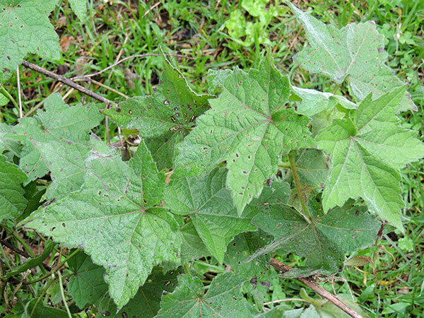 Pavonia, a Malvaceae, Kenya, photo © by Michael Plagens