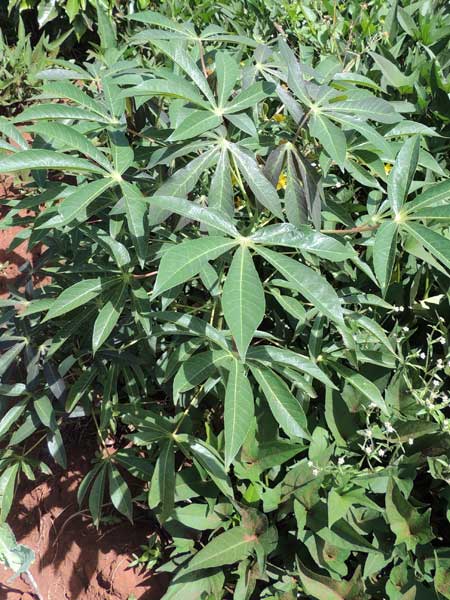 Cassava Plant, Manihot esculenta, Kenya; photo © by Michael Plagens