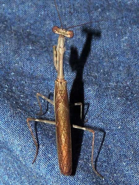 a praying mantis, Mantidae, from Baringo, Kenya. Photo © by Michael Plagens