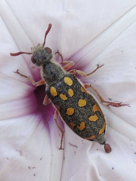 A Blister Beetle, f. Meloidae from Voi, Kenya. Photo © by Michael Plagens