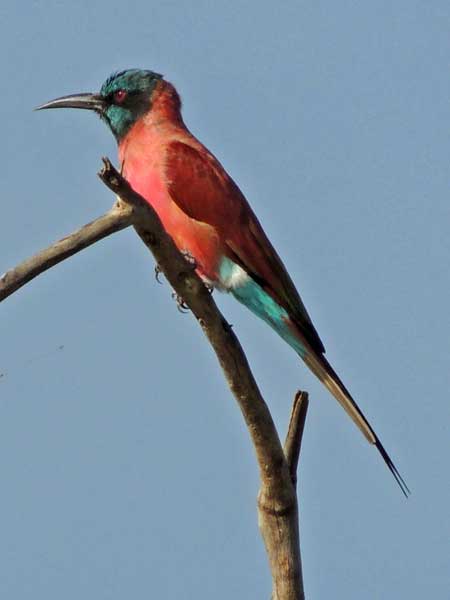 Northern Carmine Bee-eater, Merops nubicus, photo © by Michael Plagens