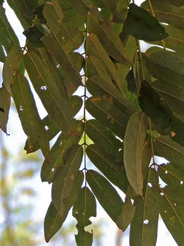 leaves of Millettia dura, Kenya, photo © by Michael Plagens
