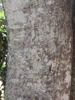 trunk and bark of Millettia dura, Kenya, photo © by Michael Plagens