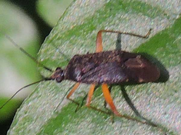 an adult plant bug, Miridae, Kenya. Photo © by Michael Plagens