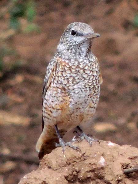 Common Rock Thrush, Monticola saxatilis, photo © by Michael Plagens.