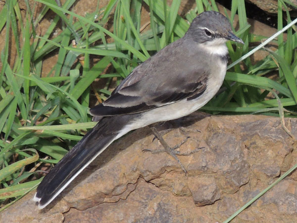 Cape Wagtail, Motacilla capensis, photo © by Michael Plagens