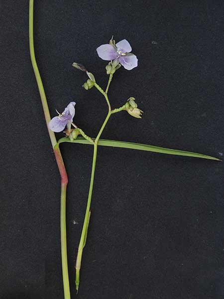 Murdannia simplex from Kenya, photo © by Michael Plagens