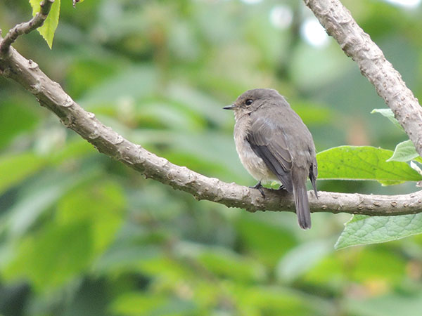 African Grey Flycatcher, Muscicapa adusta, photo © by Michael Plagens