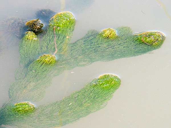 Water Milfoil, Myriophyllum, Kenya, photo © by Michael Plagens