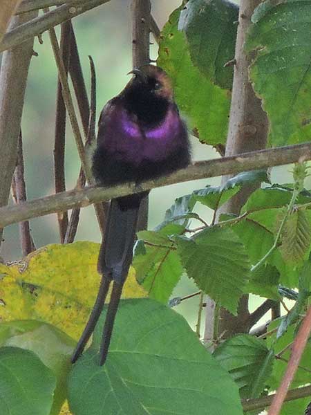 Tacazze Sunbird, Nectarinia tacazze, photo © by Michael Plagens.