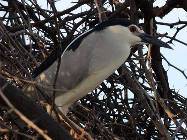 Black-crowned Night-Heron, Nycticorax nycticorax, photo © by Michael Plagens