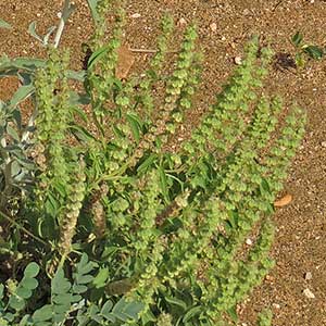 Ocimum sp. from Voi, Kenya, photo © by Michael Plagens