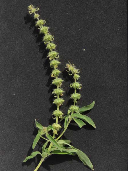 Ocimum sp. from Voi, Kenya, photo © by Michael Plagens